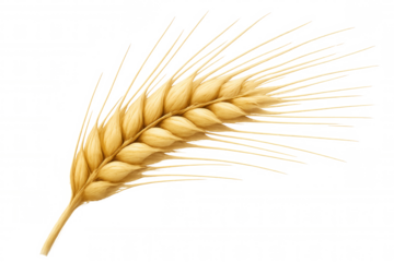 Golden wheat ear representing agriculture, harvest, and food production on a transparent background
