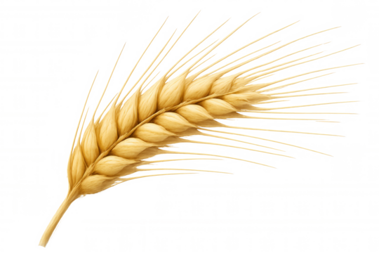 Golden wheat ear representing agriculture, harvest, and food production on a transparent background