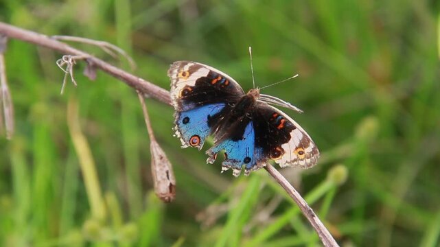 Junonia orithya is a species of blue butterfly from the Nymphalidae family