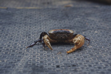 Close-Up View of a Crab on a Textured Ground Showing Its Sharp Claws and Detailed Shell Features in Natural Light for Wildlife and Nature Photography