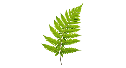 A vibrant green fern frond isolated on a white background 1.