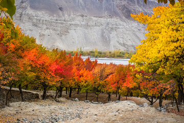Beautiful autumn landscape with colorful trees in the mountains valley of skardu, gilgit baltistan, Pakistan