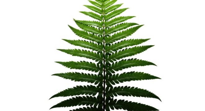 A Vibrant Green Fern Leaf Detailed Close Up Against White Background.