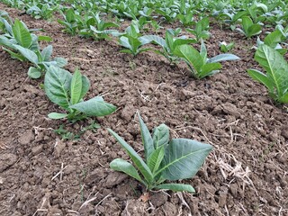 tobacco plants