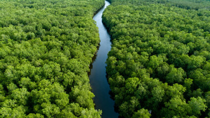 Obraz premium Aerial view of river through dense forest