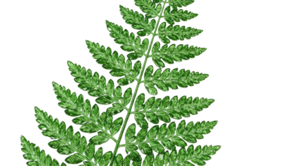 Detailed Green Fern Leaf Isolated on White Background.