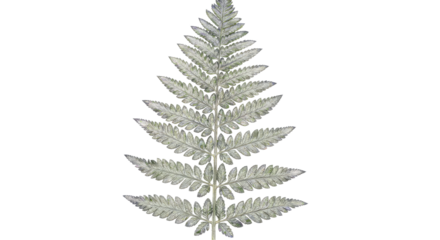 Detailed Illustration of a Delicate Fern Frond in Silver Tones.