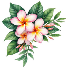Beautiful pink plumeria flowers with lush green leaves floral arrangement isolated on transparent background