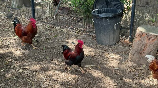 A row of chickens walking in a yard in Cape Town.
