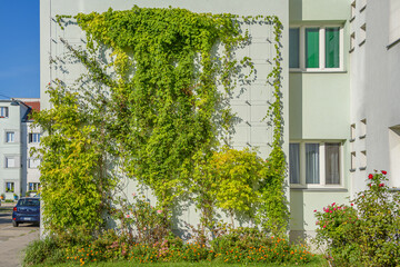 Fassadenbegr&uuml;nung mit Kletterpflanzen in Wien Favoriten