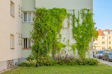 Fassadenbegr&uuml;nung mit Kletterpflanzen in Wien Favoriten