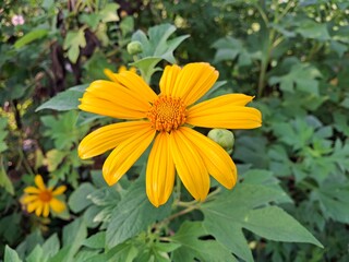 Tithonia diversifolia, also known as the Mexican sunflower., yellow flower in the garden