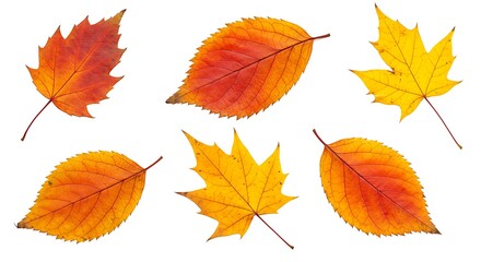 Falling autumn maple multicolored leaves cut out