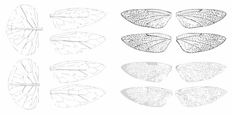 Collection of detailed insect wing illustrations showing venation patterns and cellular structures in varying styles