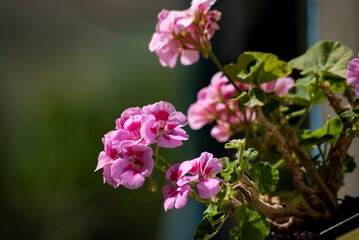 Pink geranium flowers in a pot on the windowsill, selective focus