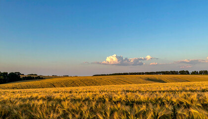 Golden Wheat Field Under a Vast Blue Sky at Sunset.