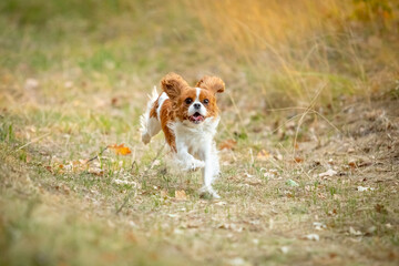A Cavalier King Charles Spaniel runs through the grass.