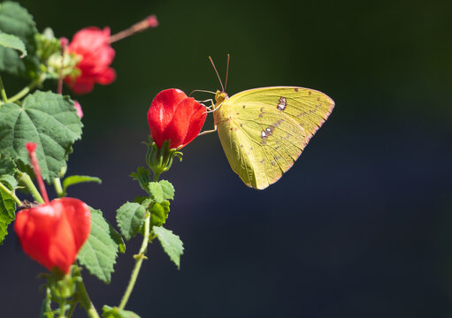 Cloudless Sulphur butterfly (Phoebis sennae) feeding on Red Turk&rsquo;s Cap flower in a pollinator garden.