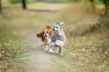 Cavalier King Charles Spaniel and Miniature Poodle run along the grass