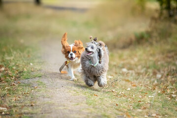Cavalier King Charles Spaniel and Miniature Poodle run along the grass