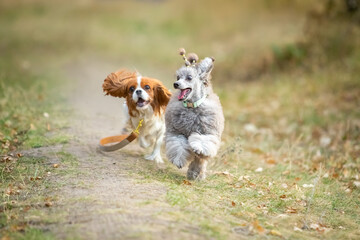 Cavalier King Charles Spaniel and Miniature Poodle run along the grass