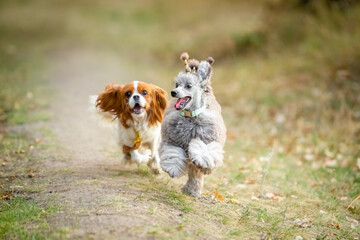 Cavalier King Charles Spaniel and Miniature Poodle run along the grass