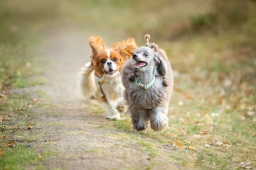 Cavalier King Charles Spaniel and Miniature Poodle run along the grass