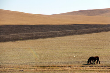 Obraz premium Two horses grazing in vast open plain landscape