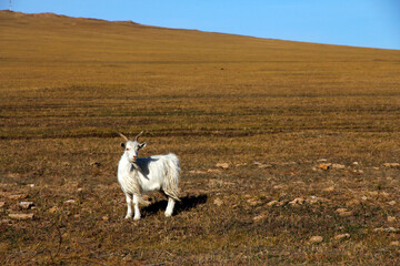 A white goat standing on a vast open plain under clear blue sky