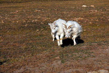 Fototapeta premium Two white goats running on a dry grass field