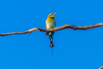 Rainbow bee-eater on a branch under the blue sky