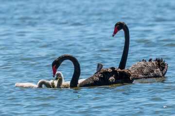 A family of black swans on the lake