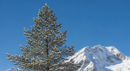 Snow covered evergreen tree against a bright blue sky with a snowy mountain range in the background