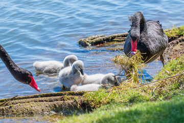 A family of black swans on the lake