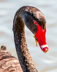 Black swan portrait