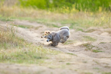 A gray miniature poodle runs through the grass