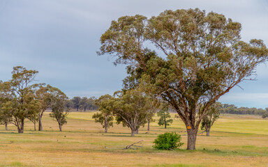 Reserve for travelling stock in the Riverina countryside