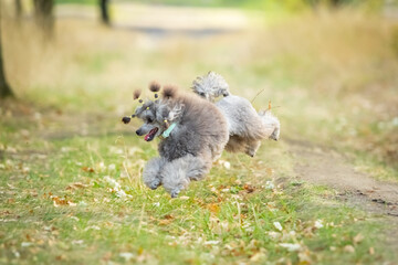 A gray miniature poodle runs through the grass