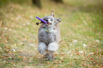 A gray miniature poodle runs through the grass