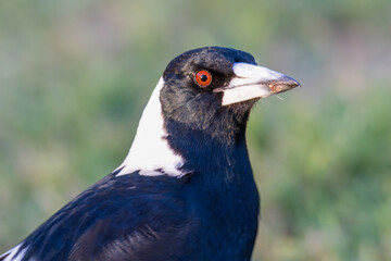 The Australian Magpie (Gymnorhina tibicen) is a black and white passerine bird
