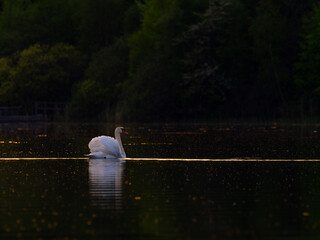 Höckerschwan am Morgen