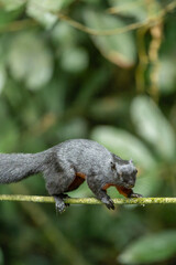 Prevost's Squirrel Balancing on Mossy Branch in Borneo Tropical Rainforest