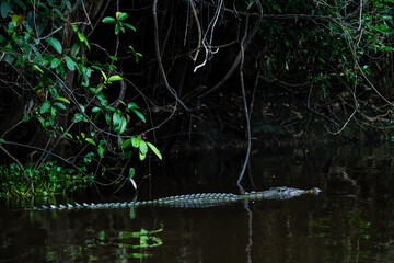 Bornean Saltwater Crocodile Camouflaged in Murky Water