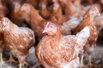 A lot of brown chicken in chicken farm