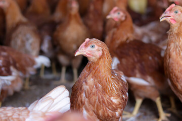 A lot of brown chicken in chicken farm