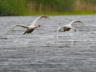 Ein Höckerschwan jagt einen Rivalen
