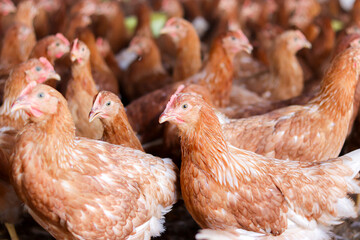 A lot of brown chicken in chicken farm © maybeiii