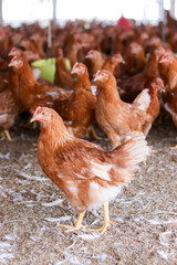 A lot of brown chicken in chicken farm