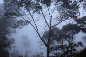 Dense Forest in Thick Fog with Bare Branches and Layered Tree Silhouettes