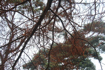 Dense Network of Conifer Branches Against Pale Overcast Sky in Forest Setting